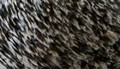 Black Speckle